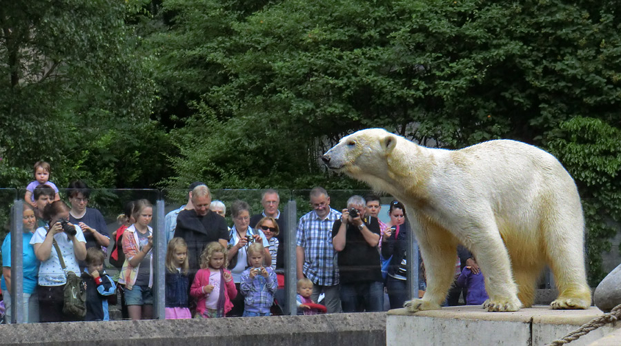 Eisbärin VILMA am 1. Juli 2012 im Wuppertaler Zoo