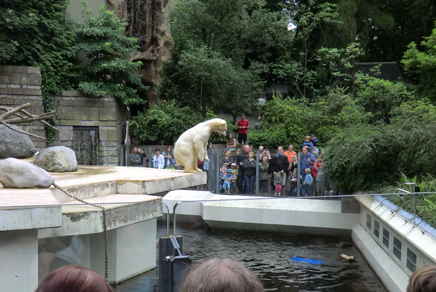 Eisbärin VILMA und Eisbärmädchen ANORI am 1. Juli 2012 im Wuppertaler Zoo