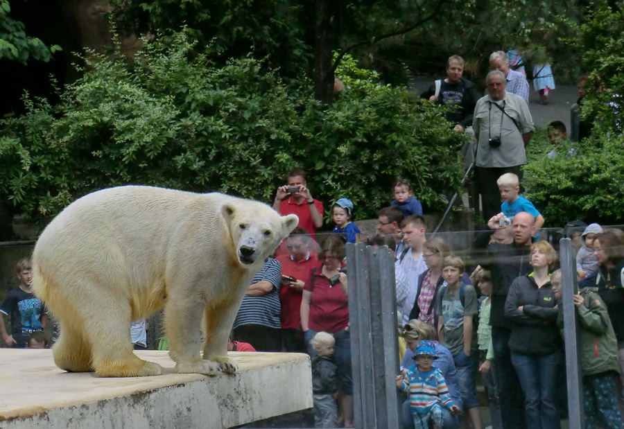 Eisbärin VILMA am 1. Juli 2012 im Zoo Wuppertal