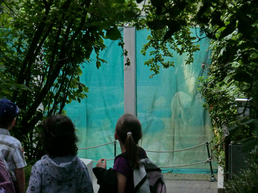 Eisbärmädchen ANORI und Eisbärin VILMA am 2. Juli 2012 im Zoologischen Garten Wuppertal