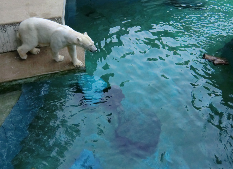 Eisbärin VILMA am 4. Juli 2012 im Zoo Wuppertal