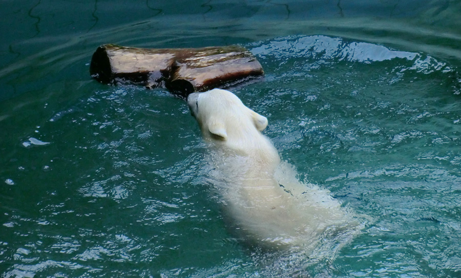 Eisbärmädchen ANORI am 4. Juli 2012 im Zoologischen Garten Wuppertal