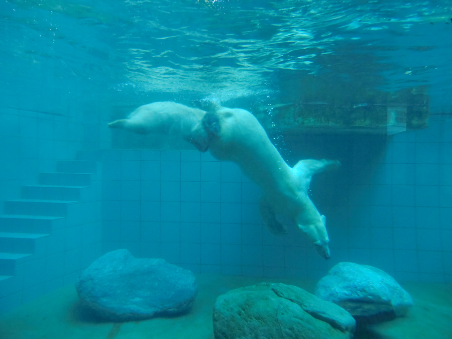 Eisbärmädchen ANORI und Eisbärin VILMA am 4. Juli 2012 im Zoo Wuppertal