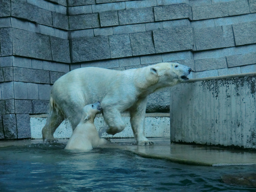 Eisbärmädchen ANORI und Eisbärin VILMA am 4. Juli 2012 im Wuppertaler Zoo