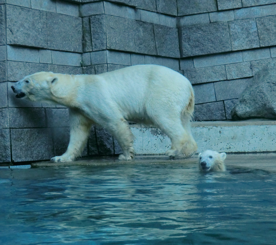 Eisbärin VILMA und Eisbärmädchen ANORI am 4. Juli 2012 im Zoo Wuppertal