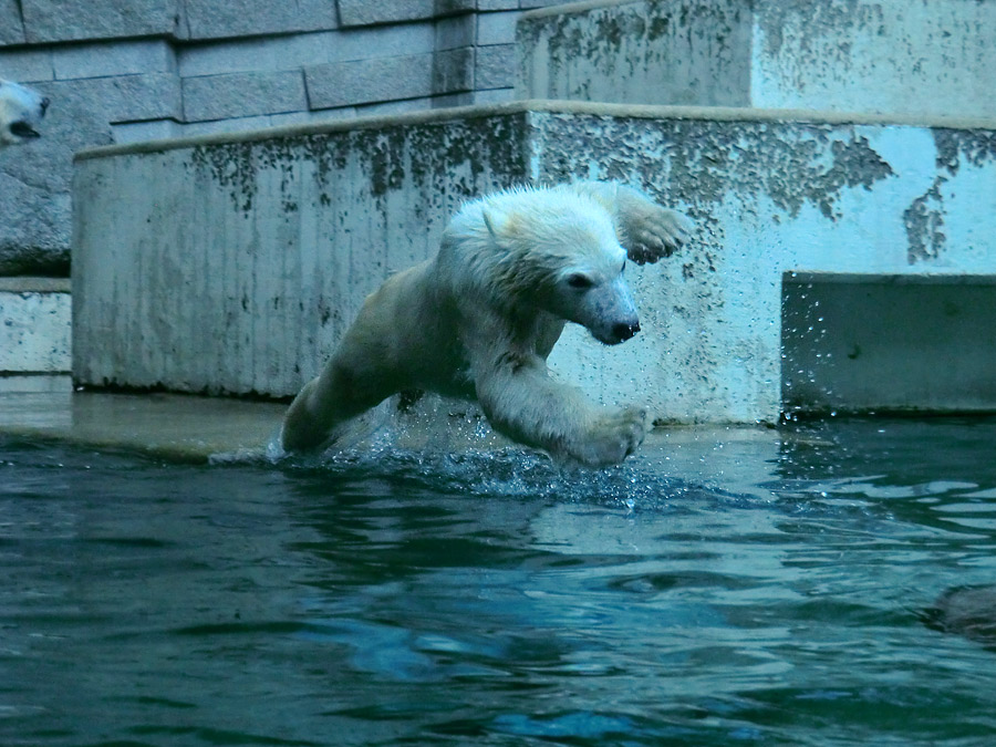 Eisbärmädchen ANORI am 4. Juli 2012 im Zoologischen Garten Wuppertal