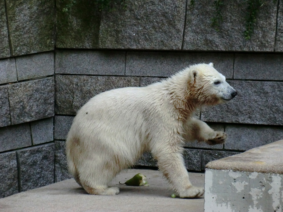 Eisbärmädchen ANORI am 4. Juli 2012 im Zoologischen Garten Wuppertal