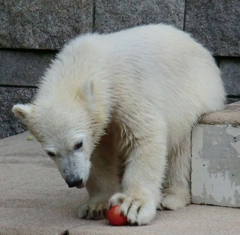 Eisbärmädchen ANORI am 4. Juli 2012 im Zoologischen Garten Wuppertal