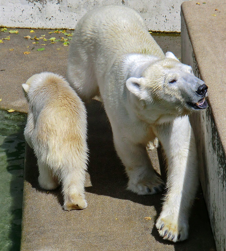 Eisbärmädchen ANORI und Eisbärin VILMA am 6. Juli 2012 im Zoologischen Garten Wuppertal