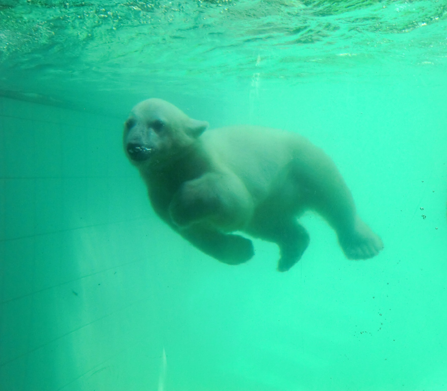 Eisbärmädchen ANORI am 6. Juli 2012 im Zoo Wuppertal