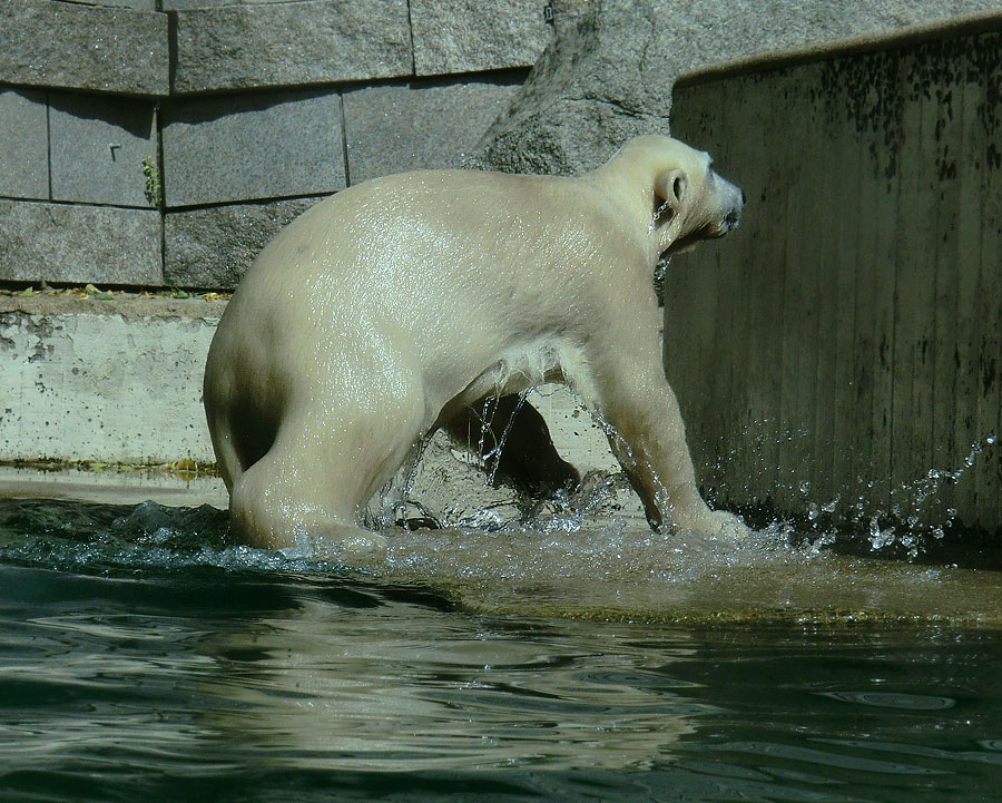 Eisbärmädchen ANORI am 6. Juli 2012 im Wuppertaler Zoo