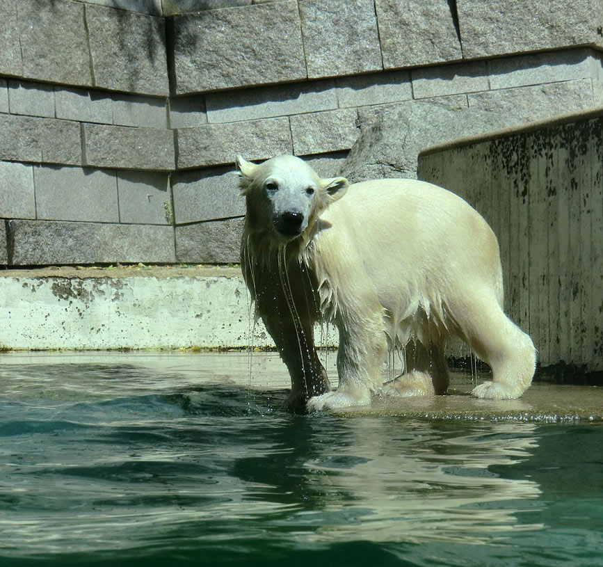 Eisbärmädchen ANORI am 6. Juli 2012 im Zoo Wuppertal