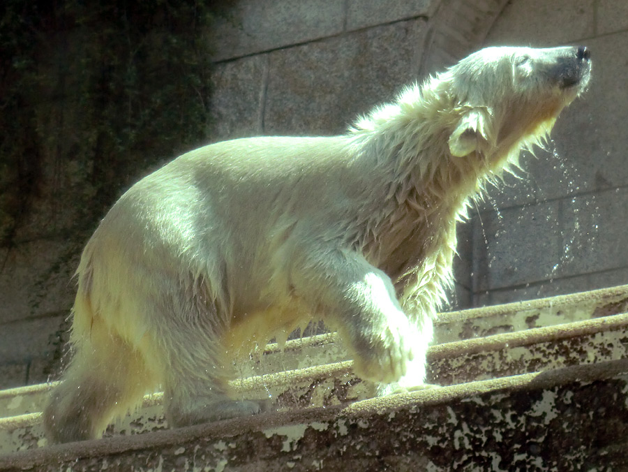 Eisbärmädchen ANORI am 6. Juli 2012 im Zoologischen Garten Wuppertal