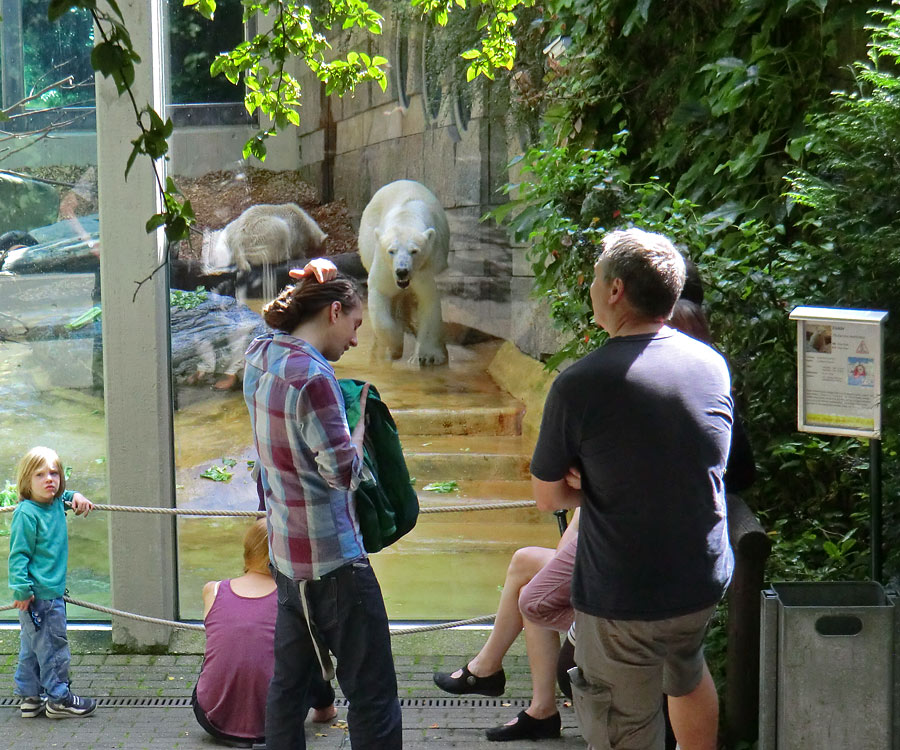 Eisbärin am 6. Juli 2012 im Zoologischen Garten Wuppertal