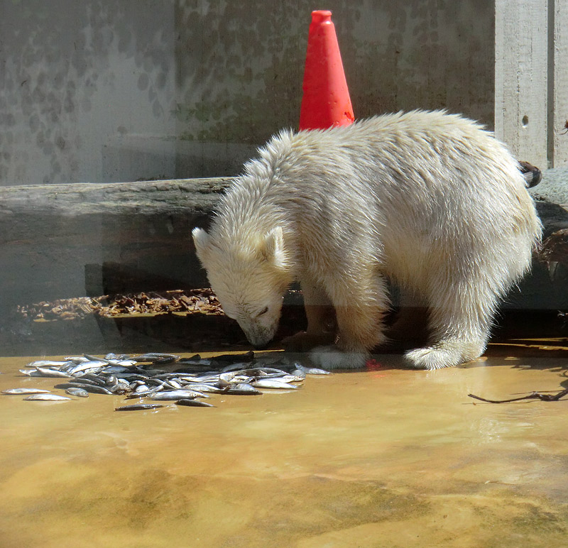 Eisbärmädchen ANORI am 6. Juli 2012 im Wuppertaler Zoo