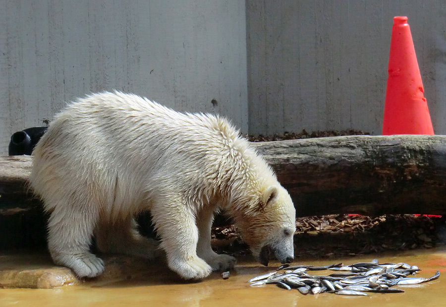 Eisbärmädchen ANORI am 6. Juli 2012 im Zoo Wuppertal