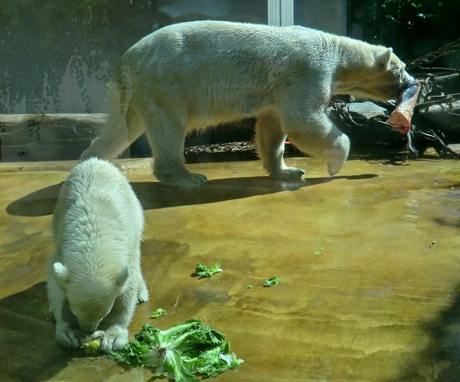 Eisbärmädchen ANORI und Eisbärin VILMA am 4. Juli 2012 im Zoologischen Garten Wuppertal