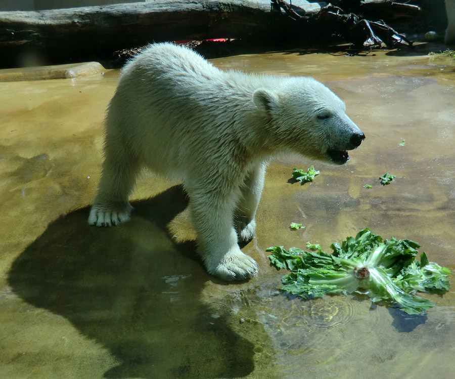 Eisbärmädchen ANORI am 6. Juli 2012 im Zoo Wuppertal