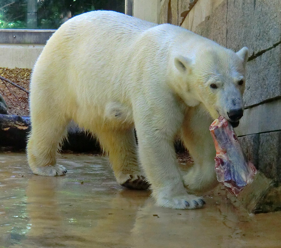 Eisbärin VILMA am 6. Juli 2012 im Zoologischen Garten Wuppertal