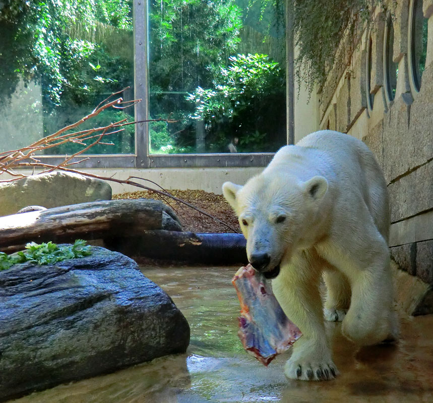 Eisbärin VILMA am 6. Juli 2012 im Zoo Wuppertal