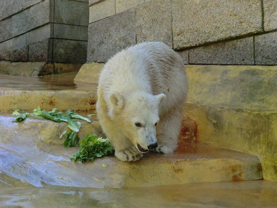 Eisbärmädchen ANORI am 6. Juli 2012 im Zoologischen Garten Wuppertal