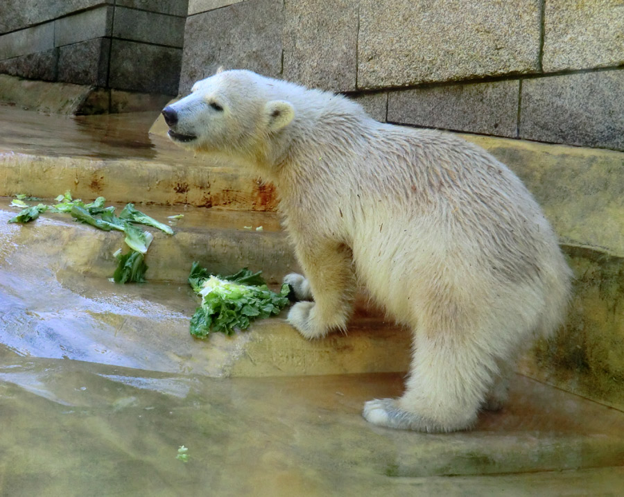 Eisbärmädchen ANORI am 6. Juli 2012 im Wuppertaler Zoo