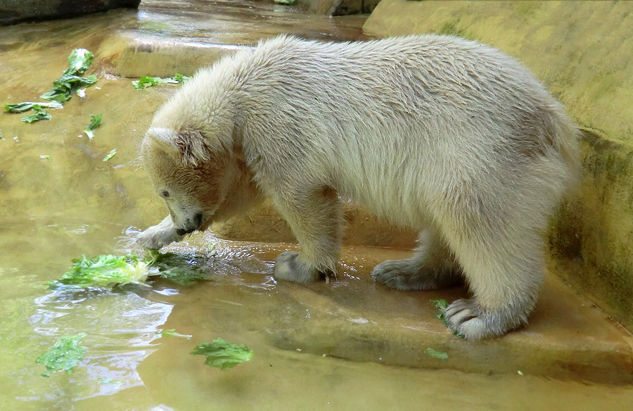 Eisbärmädchen ANORI am 6. Juli 2012 im Zoo Wuppertal