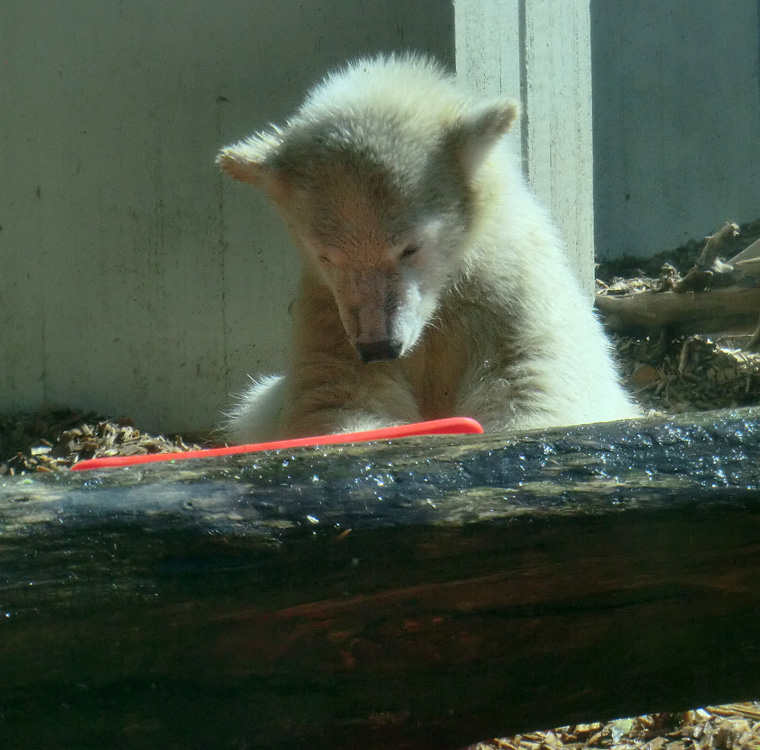 Eisbärmädchen ANORI am 6. Juli 2012 im Zoologischen Garten Wuppertal