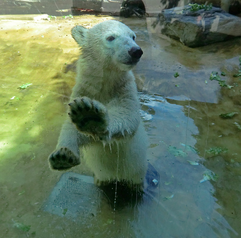 Eisbärmädchen ANORI am 6. Juli 2012 im Wuppertaler Zoo