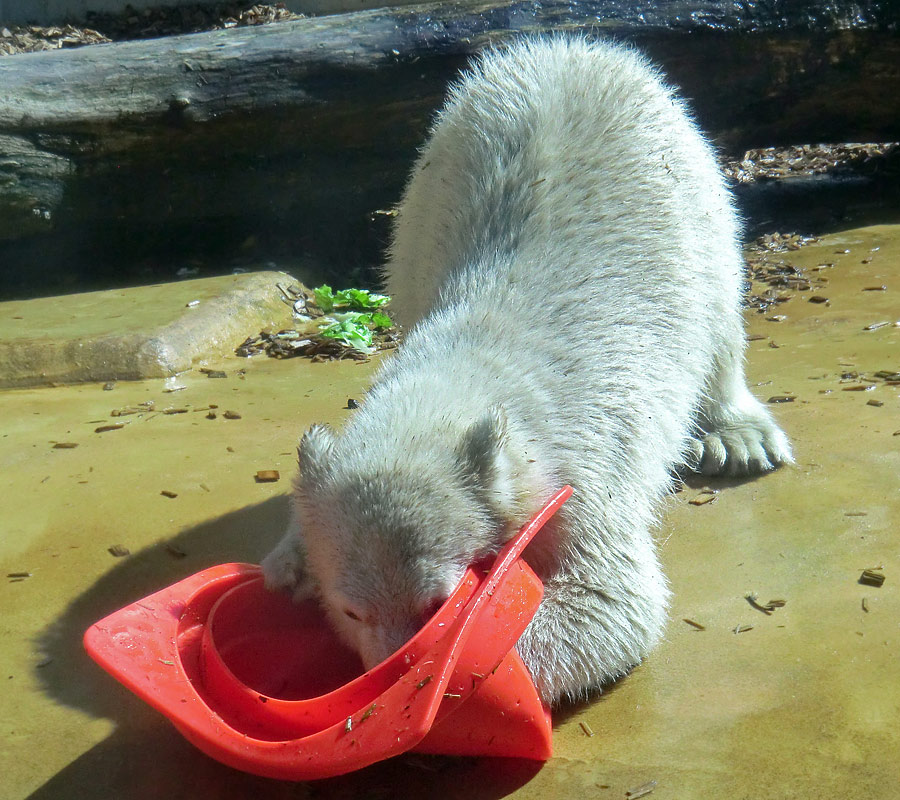 Eisbärmädchen ANORI am 6. Juli 2012 im Zoo Wuppertal