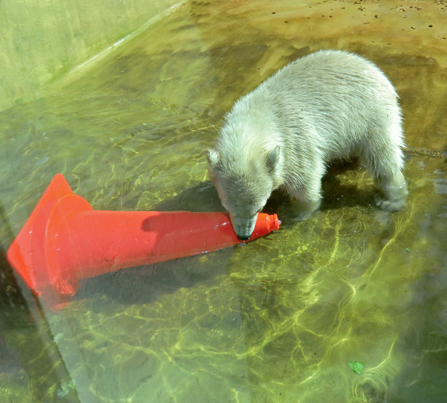 Eisbärmädchen ANORI am 6. Juli 2012 im Zoologischen Garten Wuppertal