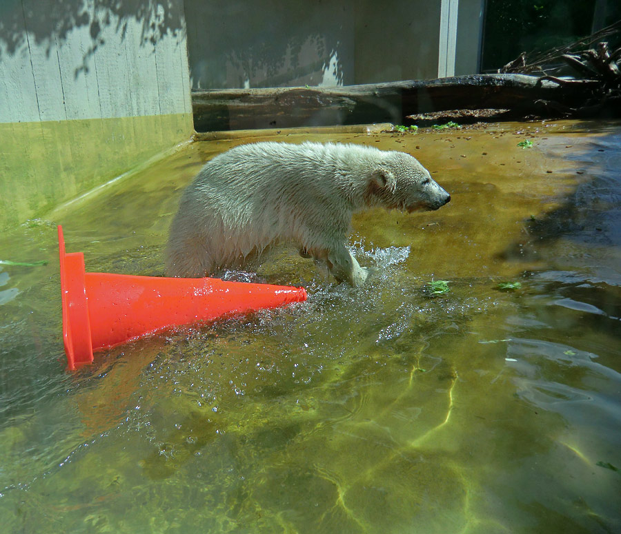 Eisbärmädchen ANORI am 6. Juli 2012 im Wuppertaler Zoo