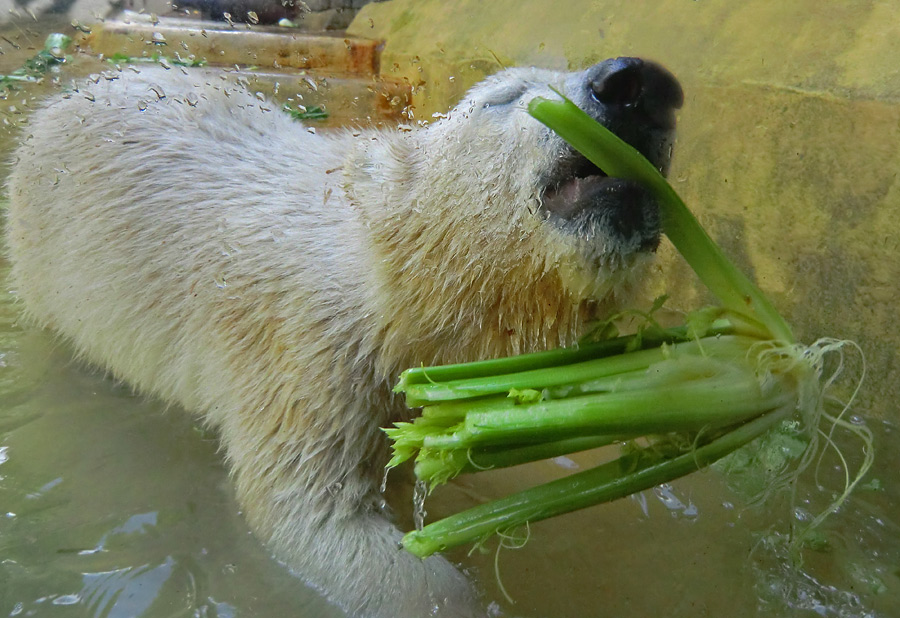 Eisbärmädchen ANORI am 6. Juli 2012 im Wuppertaler Zoo