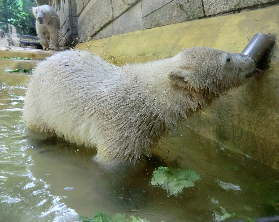 Eisbärmädchen ANORI und Eisbärin VILMA am 6. Juli 2012 im Zoo Wuppertal