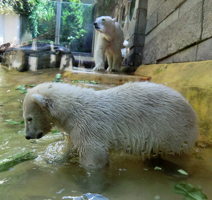 Eisbärmädchen ANORI und Eisbärin VILMA am 6. Juli 2012 im Wuppertaler Zoo