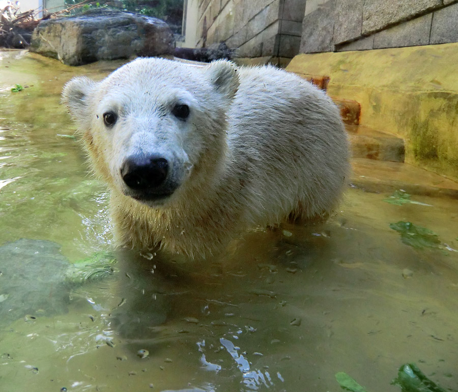 Eisbärmädchen ANORI am 6. Juli 2012 im Zoo Wuppertal