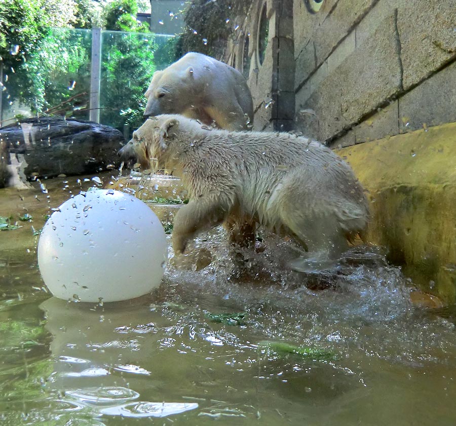 Eisbärmädchen ANORI und Eisbärin VILMA am 6. Juli 2012 im Zoo Wuppertal