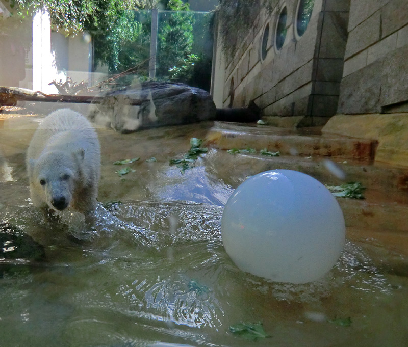 Eisbärmädchen ANORI am 6. Juli 2012 im Zoologischen Garten Wuppertal