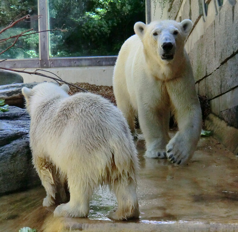 Eisbärmädchen ANORI und Eisbärin VILMA am 6. Juli 2012 im Wuppertaler Zoo