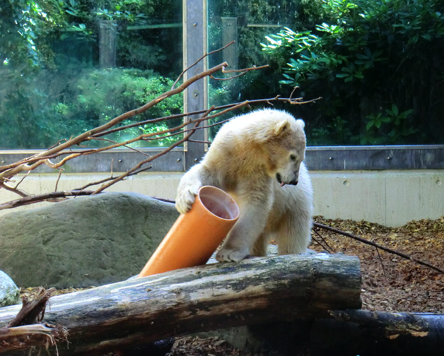 Eisbärmädchen ANORI am 6. Juli 2012 im Wuppertaler Zoo