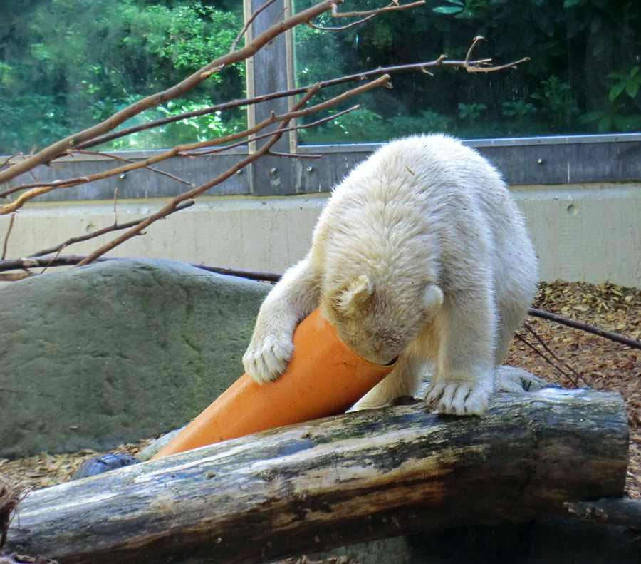 Eisbärmädchen ANORI am 6. Juli 2012 im Zoo Wuppertal