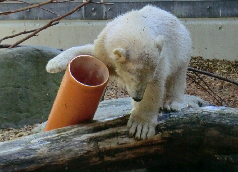 Eisbärmädchen ANORI am 6. Juli 2012 im Zoologischen Garten Wuppertal