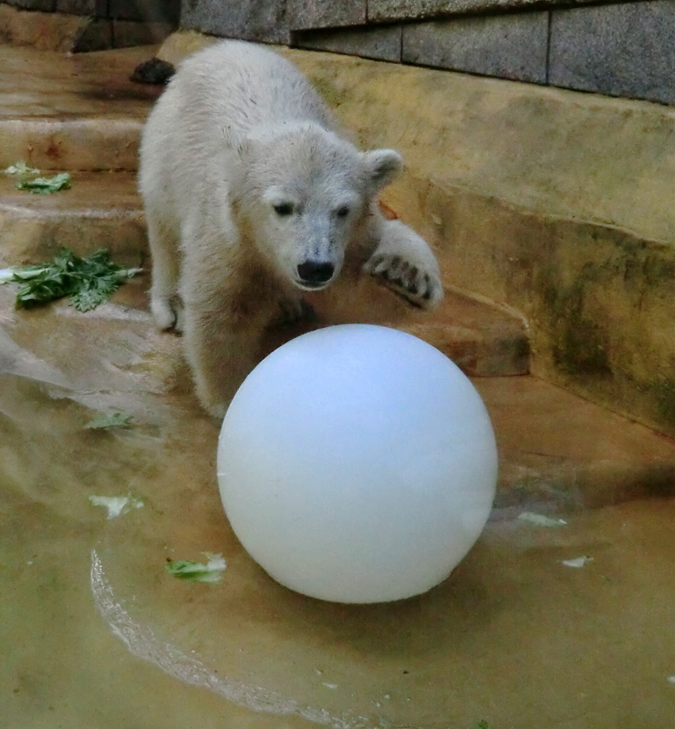 Eisbärmädchen ANORI am 6. Juli 2012 im Zoo Wuppertal