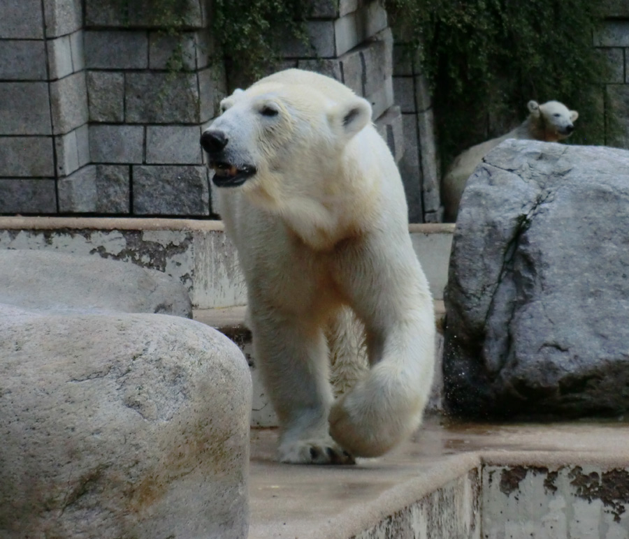 Eisbärin VILMA und Eisbärmädchen ANORI am 7. Juli 2012 im Zoo Wuppertal