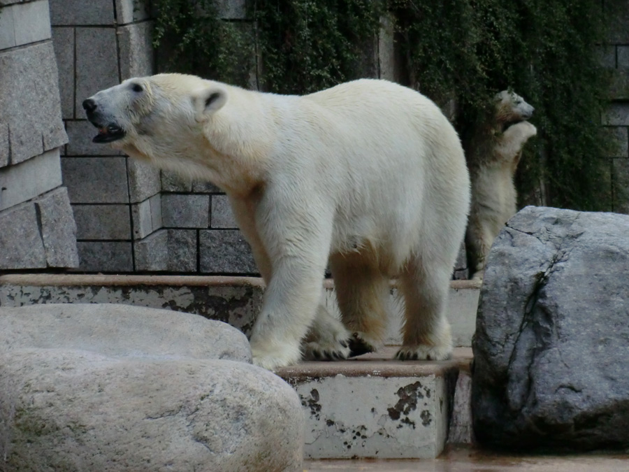 Eisbärin VILMA und Eisbärmädchen ANORI am 7. Juli 2012 im Zoologischen Garten Wuppertal