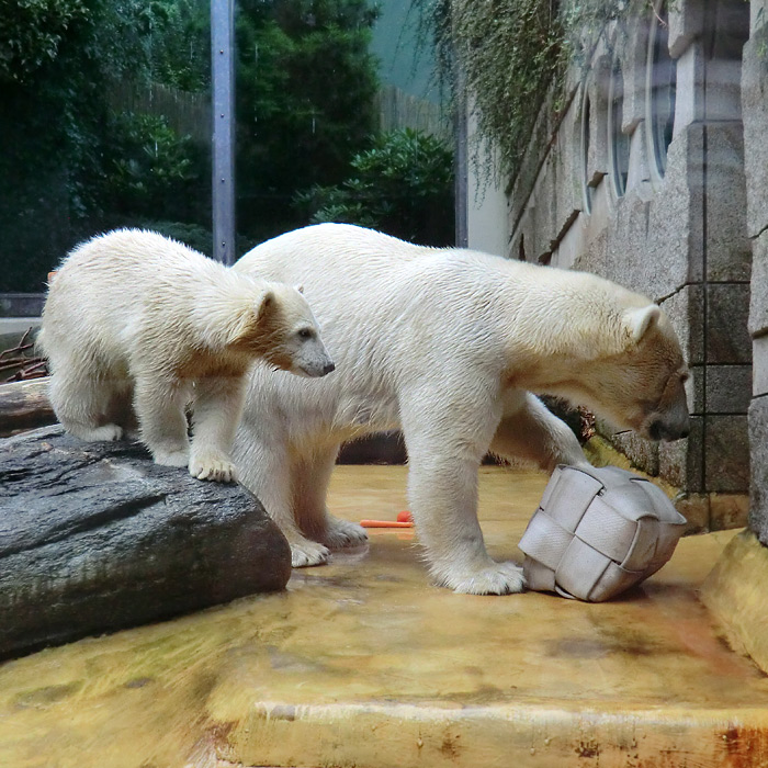 Eisbärmädchen ANORI und Eisbärin VILMA am 7. Juli 2012 im Wuppertaler Zoo