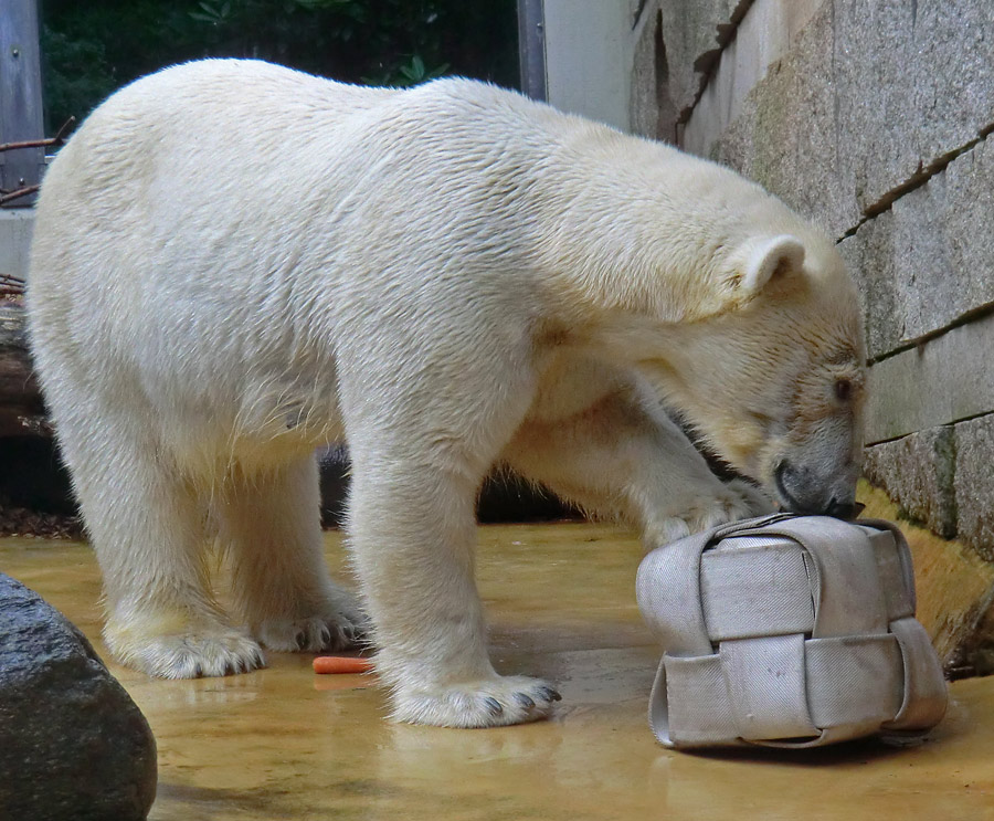 Eisbärin VILMA am 7. Juli 2012 im Zoo Wuppertal