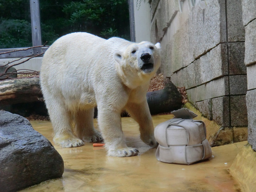 Eisbärin VILMA am 7. Juli 2012 im Zoologischen Garten Wuppertal