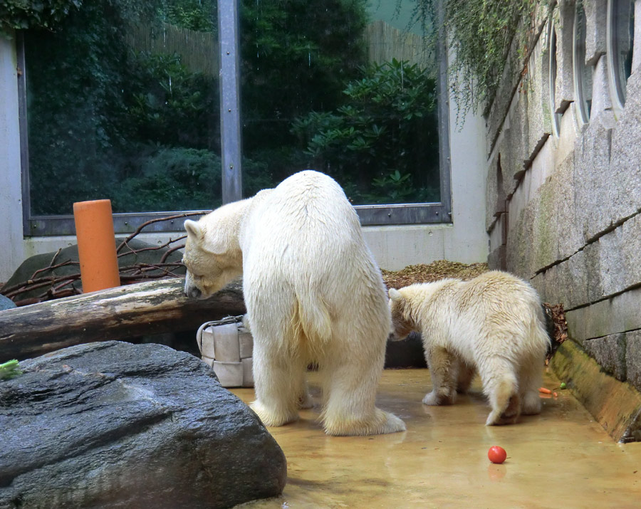 Eisbärin VILMA und Eisbärmädchen ANORI am 7. Juli 2012 im Zoo Wuppertal