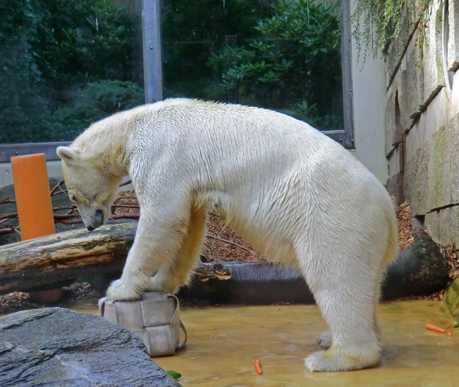 Eisbärin VILMA am 7. Juli 2012 im Zoologischen Garten Wuppertal